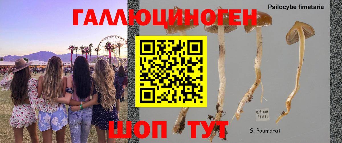 Галлюциногенные грибы ЛСД Грозный